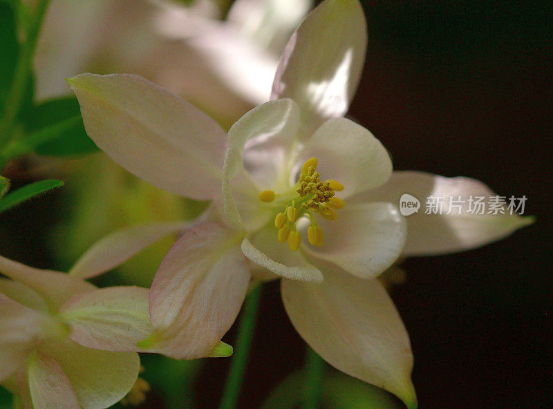 耧斗菜/耧斗菜